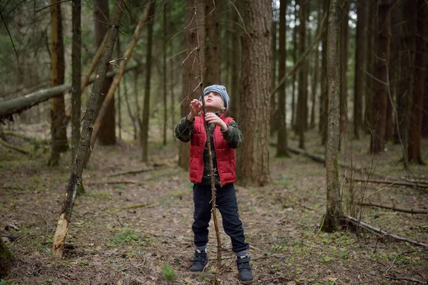 Malý Chlapec Červené Vestě Hraje Velkou Větví Baví Jehličnatém Lese — Stock fotografie
