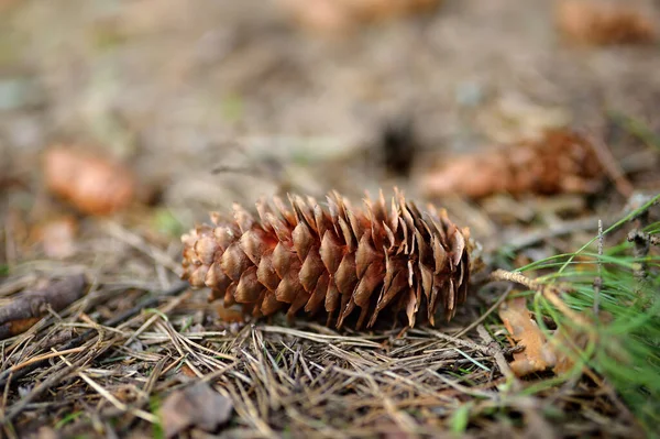 Fir Cone Lying Ground Coniferous Forest Summer Close Details Nature Stock Image