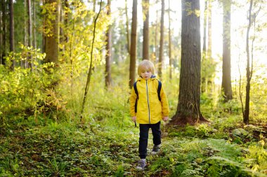 Sırt çantalı okul çocuğu ormanda doğa yürüyüşü yapıyor. Küçük çocuk güneşli ormanlık alanda seyahat ediyor. Ormandaki meraklı çocuklar için yaz tatili. İzci..