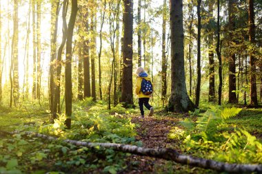 Sırt çantalı okul çocuğu ormanda doğa yürüyüşü yapıyor. Küçük çocuk güneşli ormanlık alanda seyahat ediyor. Ormandaki meraklı çocuklar için yaz tatili. İzci..