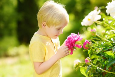 Şirin küçük çocuk, güneşli evcil bahçedeki mor ve beyaz şakayıklara ya da çiçek ihtirasına bakıyor. Çiçekçilik, bahçıvanlık, küçük işletmeler. Satılık çiçek yetiştiriyorum. Şakayık çeşitleri