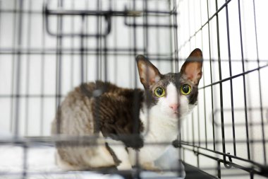 Veteriner kliniğinde muayene sırasında Breed Cornish Rex 'in kedisi. Hayvan sağlığı. Dikkat et hayvan. Hayvan barınağında kafeste evsiz bir kedi. Hayvanlar için oteller, aşırı teşhir. Kayıp hayvanlar. Sahibini bulmak.