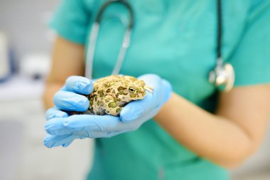 Veteriner veteriner veteriner kliniğinde bir kurbağayı muayene ediyor. Egzotik hayvanlar. Evcil hayvan sağlığına. Hayvan bakımı. Hayvan kontrolü, testler ve aşılama..