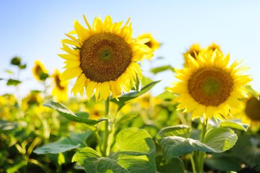 Güneşli yaz gününde ayçiçeği tarlası. Ön planda büyük çiçekler. Petrol üretimi için büyüyen ayçiçeği. Tereyağı kızartma yağı olarak kullanılır, kozmetik olarak, diyet takviyesi olarak..