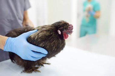 Tavuğun veteriner muayenesi. İş sırasında veteriner kliniği. Çiftlik hayvanlarının sağlığı. Veteriner randevusunda tavuk besliyorum..