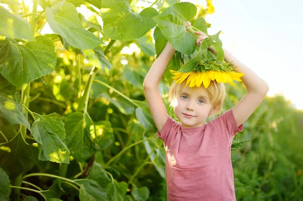 Niño Preescolar Caminando Campo Los Girasoles Niño Jugando Con Flor — Foto de Stock