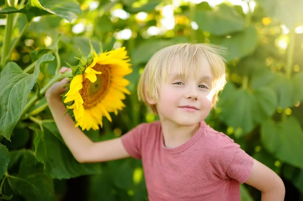 Niño Preescolar Caminando Campo Los Girasoles Niño Jugando Con Flor — Foto de Stock