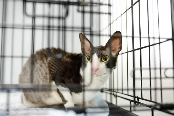 Rasse Cornish Rex Katze Während Der Untersuchung Der Tierklinik Haustiergesundheit — Stockfoto