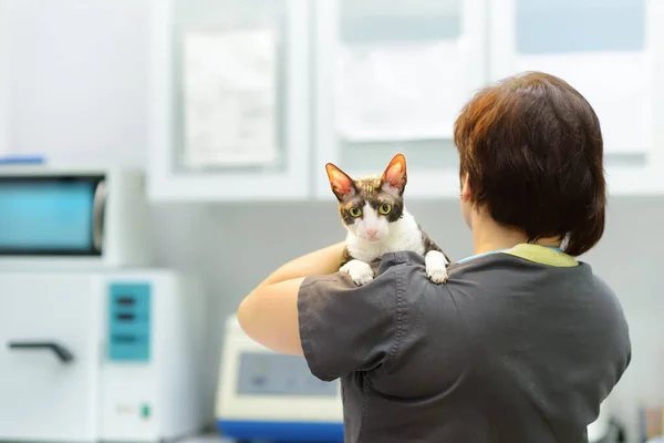 Ветеринар Осматривает Кошку Корнуолльской Породы Рекс Ветеринарной Клинике Здоровье Животных — стоковое фото