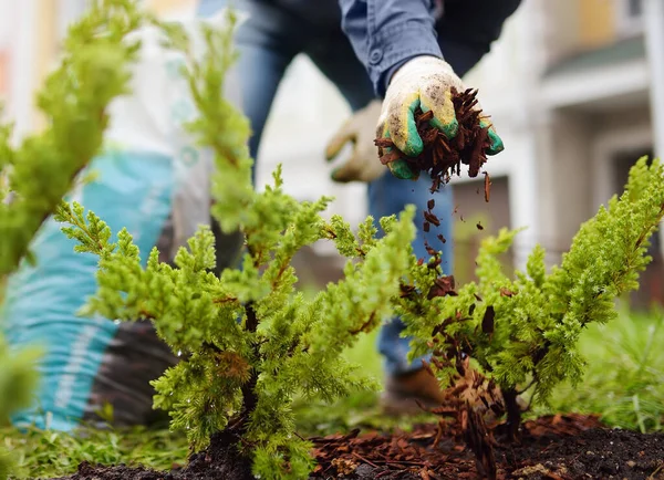 Gardener Mulsa Dengan Pohon Pinus Juniper Tanaman Halaman Pekerjaan Musiman — Stok Foto