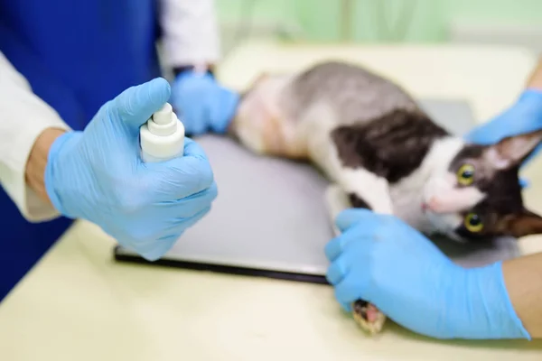 Два Ветеринарных Врача Собираются Сделать Рентген Породы Корниш Рекс Кота — стоковое фото