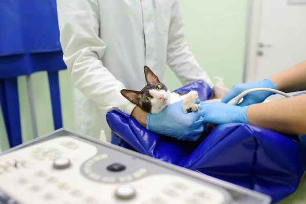 Cat having ultrasound scan during the examination in veterinary clinic. Pet health. Care animal. Pet checkup, tests and vaccination.