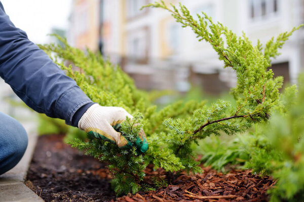 Gardener mulching with pine bark juniper plants in the yard. Seasonal works in the garden. Landscape design. Gardening. Ornamental shrub juniper.
