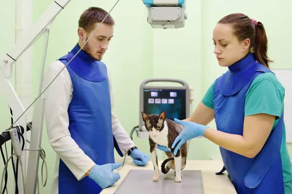 Dva Veterinární Lékař Chystá Udělat Rentgen Plemene Cornish Rex Kočka — Stock fotografie