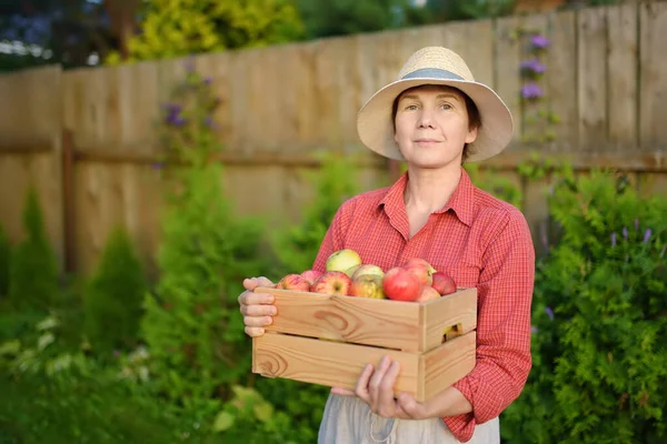 상자를 유기농 사과를 수확하는 채식주의자 과수원에서 추수하는 사업이요 — 스톡 사진
