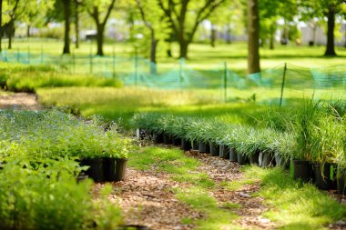 Mutfak bahçesi. Sebze bahçesinde çiçek tohumu olan saksılar. Bebek, çocuklar ve yaşlı kasaba halkı için bahçıvanlık dersleri. Grup bahçıvanlığı.