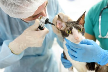 Veteriner doktorlar veteriner kliniğinde otoskopla Cornish Rex 'in kedisini dinliyorlar. Evcil hayvan sağlığına. Dikkat et hayvan. Hayvan bakımı, testler ve veteriner ofisinde aşı..