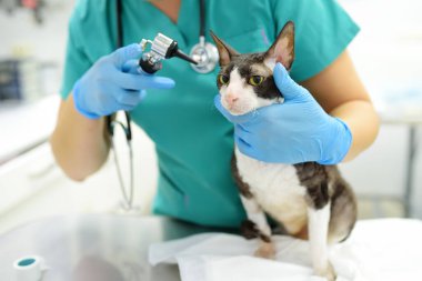 Veteriner doktor veteriner kliniğinde otoskopla Cornish Rex 'in kedisinin kulaklarını kontrol ediyor. Evcil hayvan sağlığına. Dikkat et hayvan. Hayvan bakımı, testler ve veteriner ofisinde aşı..