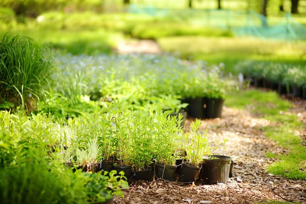 Jardin Cuisine Communautaire Pots Fleurs Avec Des Plantes Dans Potager — Photo