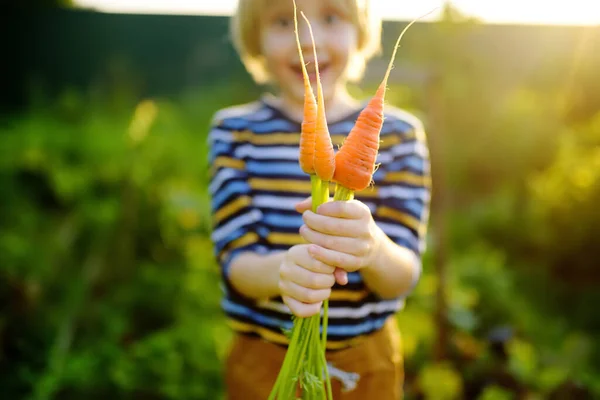 Niño Feliz Ayuda Familia Cosechar Verduras Orgánicas Cosecha Propia Patio — Foto de Stock