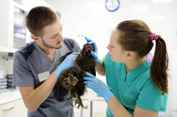 Veterinarians inspection of chickens. Veterinary clinic during work. Farm animals health. Breed chickens at a vet\'s appointment. Birds pet checkup, tests and vaccination.