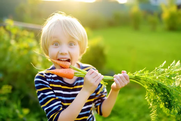 Mutlu Küçük Çocuk Çiftliğin Arka Bahçesindeki Organik Sebze Hasadına Yardım — Stok fotoğraf