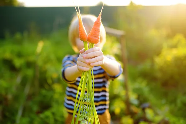 Joyeux Petit Garçon Aide Famille Récolter Des Légumes Biologiques Cultivés — Photo