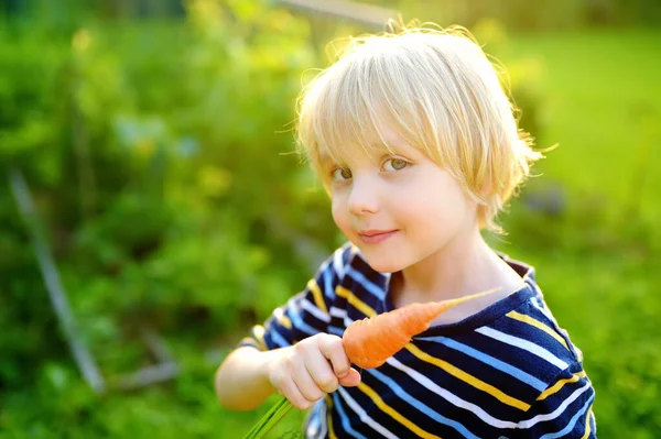 Щасливий Маленький Хлопчик Допомагає Родині Збирати Органічні Домашні Овочі Задньому — стокове фото
