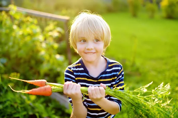 Niño Feliz Ayuda Familia Cosechar Verduras Orgánicas Cosecha Propia Patio — Foto de Stock