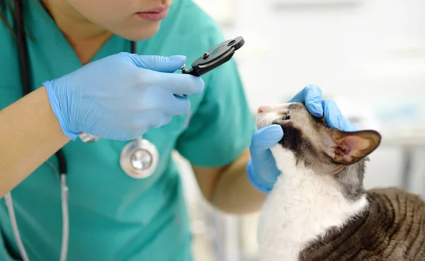 Veterinär Läkare Kontrollerar Syn Katt Rasen Cornish Rex Veterinär Klinik Stockfoto
