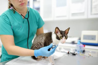 Veteriner, engelli bir Cornish Rex cinsinin kedisini veteriner kliniğinde muayene ediyor. Kedinin sadece üç patisi var. Evcil hayvan sağlığına. Dikkat et hayvan. Hayvan bakımı, testler ve veteriner ofisinde aşı..