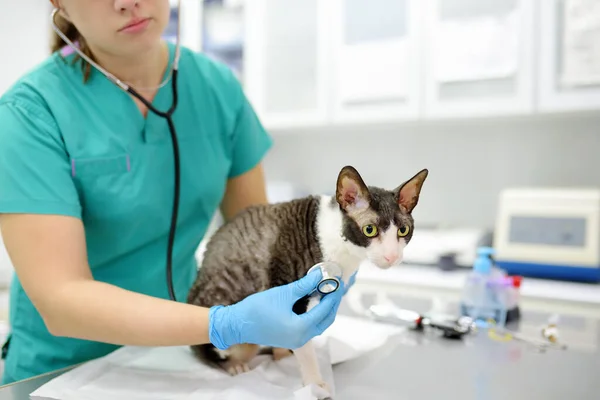 Veteriner Engelli Bir Cornish Rex Cinsinin Kedisini Veteriner Kliniğinde Muayene — Stok fotoğraf