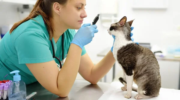 수의사인 의사는 수의학 병원에서 기르는 코니쉬 고양이의 시력을 동물의 동물을 — 스톡 사진