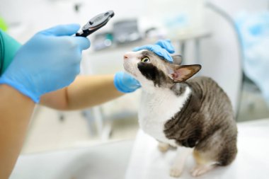Veteriner doktor Cornish Rex isimli bir kedinin veteriner kliniğindeki görüşünü kontrol ediyor. Evcil hayvan sağlığına. Dikkat et hayvan. Hayvan bakımı, testler ve veteriner ofisinde aşı..