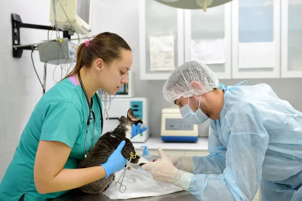 兽医医生在兽医诊所抽血对科尼许 雷克斯品种的猫进行检测 宠物的健康 照顾动物 兽医诊所的宠物检查 测试及防疫注射 — 图库照片