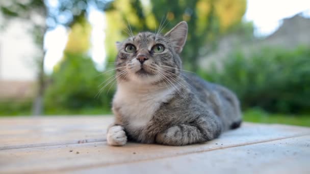 Tamkatt Ligger Verandan Närbild Video Grå Tabby Tomcat Med Gröna — Stockvideo