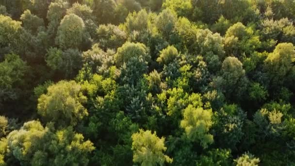 Luchtfoto Van Gemengd Bos Kust Van Rivier Bij Zonsondergang Bovenaanzicht — Stockvideo