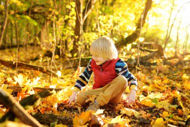 Küçük çocuk güneşli bir sonbahar gününde ormanda gezinirken eğleniyor. Akçaağaç yaprağı oynayan çocuk. Doğada aktif aile zamanı. Küçük çocuklarla yürüyüş. Yapraklar hışırdıyor.