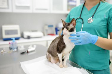 Veteriner, engelli bir Cornish Rex cinsinin kedisini veteriner kliniğinde muayene ediyor. Kedinin sadece üç patisi var. Evcil hayvan sağlığına. Dikkat et hayvan. Hayvan bakımı, testler ve veteriner ofisinde aşı..