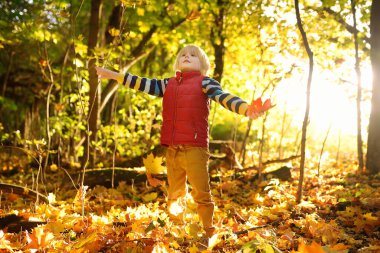 Küçük çocuk güneşli bir sonbahar gününde ormanda gezinirken eğleniyor. Akçaağaç yaprağı oynayan çocuk. Doğada aktif aile zamanı. Küçük çocuklarla yürüyüş. Yapraklar hışırdıyor.