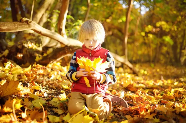 Kleiner Junge Beim Waldspaziergang Einem Sonnigen Herbsttag Kind Spielt Ahornblätter — Stockfoto