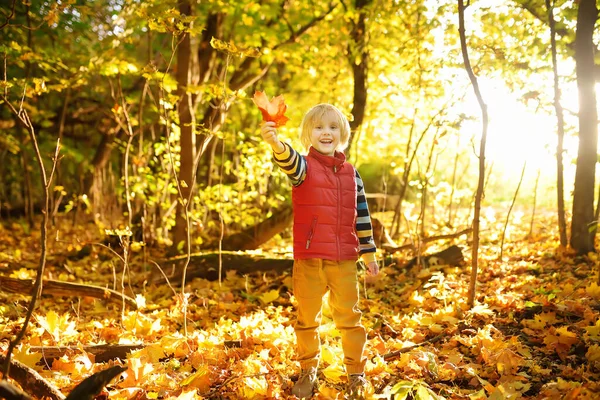 Küçük çocuk güneşli bir sonbahar gününde ormanda gezinirken eğleniyor. Akçaağaç yapraklarıyla oynayan bir çocuk. Küçük çocuklarla yürüyüş. Çocuklu aile için sonbahar açık hava aktivitesi.