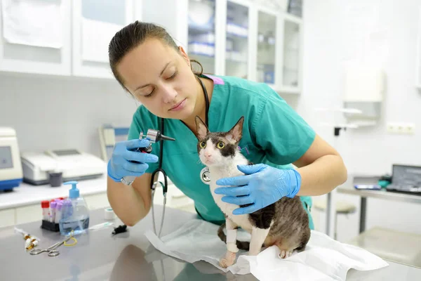 Tierarzt Untersucht Die Ohren Von Katzen Der Rasse Cornish Rex — Stockfoto