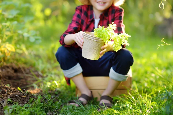 Anak Laki Laki Kecil Memegang Bibit Salad Dalam Pot Taman — Stok Foto