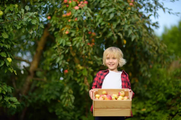 Chlapec Sbírá Jablka Sadu Dítě Držící Dřevěnou Krabici Sklizní Sklizeň — Stock fotografie