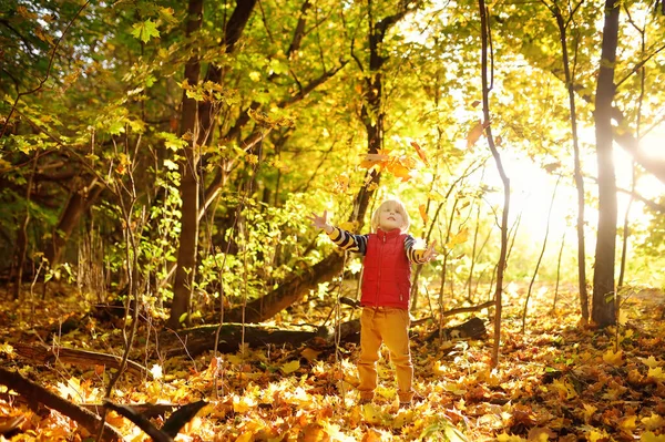 Küçük çocuk güneşli bir sonbahar gününde ormanda gezinirken eğleniyor. Akçaağaç yaprağı oynayan çocuk. Bebek yaprakları fırlatıyor. Doğada aktif aile zamanı. Küçük çocuklarla yürüyüş. Yapraklar hışırdıyor.