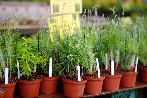 Rośliny Centrum Ogrodu Wczesną Wiosną Sprzedaż Odmian Sadzonek Ziół Kwiatów — Zdjęcie stockowe