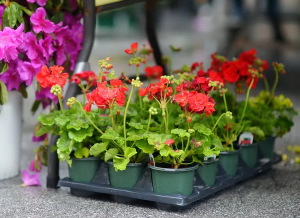 Rośliny Centrum Ogrodu Lub Rynku Ulicznym Sprzedaż Sadzonek Odmianowych Kwiatów — Zdjęcie stockowe