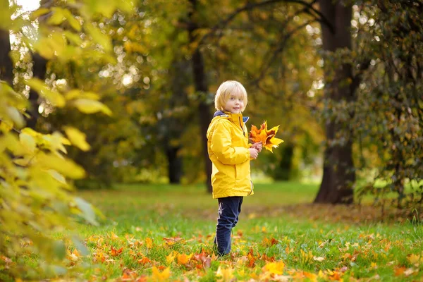 秋の晴れた日に森の中を散歩中の小さな男の子 カエデの葉を遊んでいる子供 自然の中でアクティブな家族の時間 小さな子供と一緒にハイキング 葉がざわめき — ストック写真