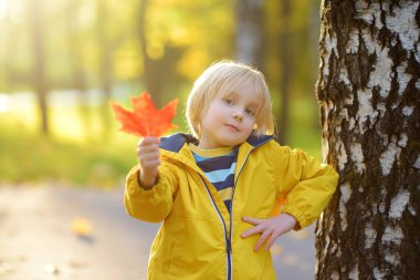 Küçük çocuk güneşli bir sonbahar gününde parktaki huş ağaçlarında gezinirken eğleniyor. Doğada aktif aile zamanı. Küçük çocuklarla yürüyüş. Yapraklar hışırdıyor.
